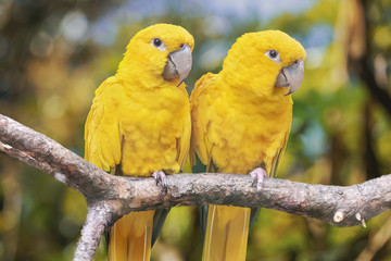 Couple of yellow parrots - Parakeet in a natural environment. Close-up of the bird in the wild © Soonios Pro