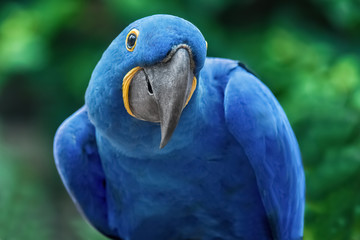 Funny blue parrot Hyacinth macaw in a natural environment. Close-up of the bird in the wild © Soonios Pro
