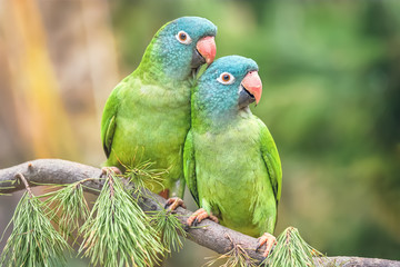 Pair of blue-crowned parrots in love in a natural environment. Bird in the Wild