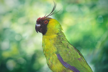 Portrait of a happy green parrot in a natural environment. Close-up of the bird in the wild