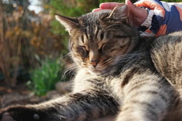 Cat in Jeju Kimnyoung Maze Park