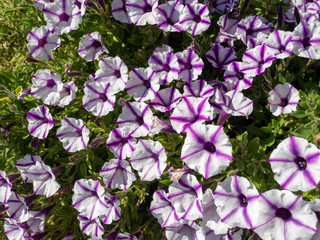 Obraz premium Petunia is plants of South American origin. The popular flower of the same name derived its epithet from the French, which took the word petun, meaning 