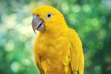 Portrait of a yellow parrot - Parakeet in a natural environment. Close-up of the bird in the wild