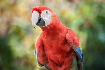 Red Parrot Scarlet Macaw in a natural environment. Close-up of the bird in the wild