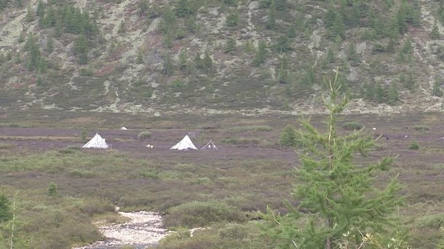 Mongolia, Darkhat basin. Settlement of reindeer herders. Deer.