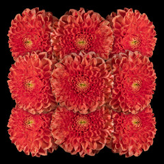 Decorative panel of several red flowers dahlias on a black background