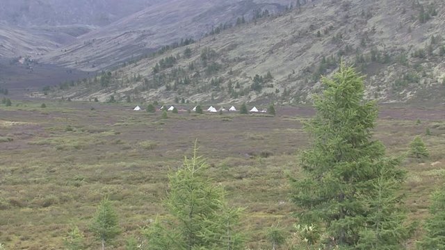 Mongolia, Darkhat basin. Settlement of reindeer herders. Deer.