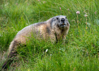 Murmeltier (Marmota) in den Alpen