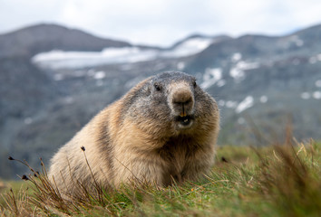 Murmeltier (Marmota) in den Alpen