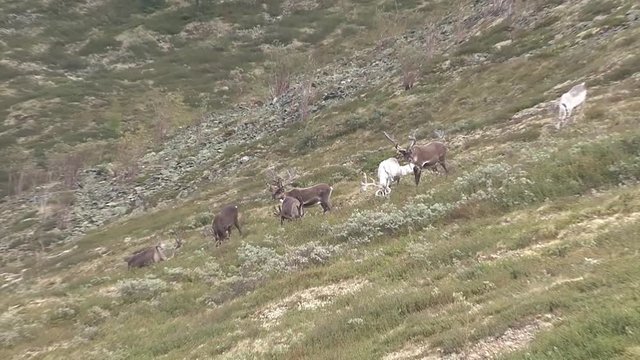 Mongolia, Darkhat basin. Settlement of reindeer herders. Deer.