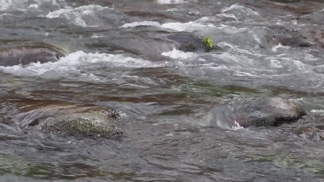 The clean water of the stream, as a bioindicator to determine the environmental quality for pollution. Concept of pollution of the planet, caused by climate change. Soft focus, close up footage.