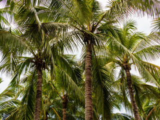 Tropical coconut trees in warm sunlight