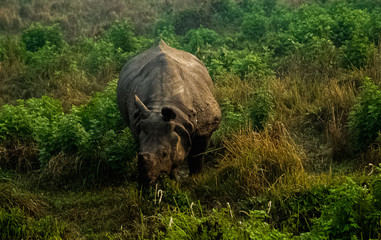 Obraz premium Rhino Is Eating the Grass in Wildlife in Chitwan National Park
