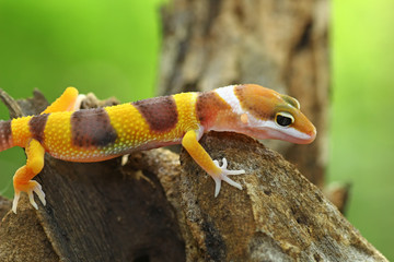 Orange gecko lizard, eublepharis macularius, animal closeup