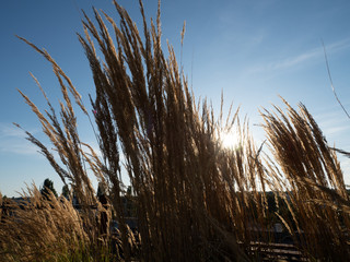 Pennisetum wih sunset background