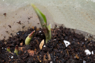 Kencur (aromatic ginger) growing in the soil