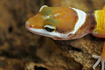 Orange gecko lizard, eublepharis macularius, animal closeup
