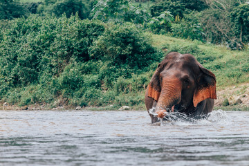 Asian Elephant in a nature at deep forest in Thailand