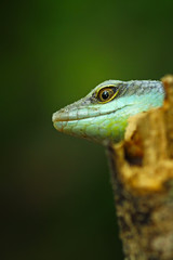 Olive tree skink head on wood, animal closeup