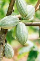 Cacao Tree (Theobroma cacao). Organic cocoa fruit pods in nature.