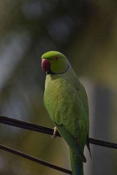 perrot eating food at home