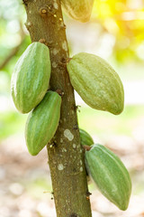 Cacao Tree (Theobroma cacao). Organic cocoa fruit pods in nature.