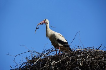 Stork building a nest blue sky background