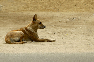 Indian Street dog 
