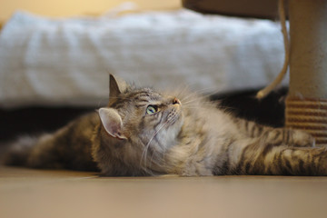 Fototapete bei efototapeten.de bestellen   