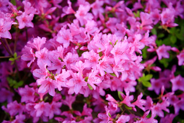 Azalea. Bright Azalea. Blooming rhododendrons.