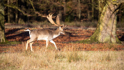 Laufender freigestellter Damhirsch in der Seitenansicht