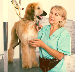 woman hairdresser cuts Afghan puppy Shepherd in beauty salon for animals