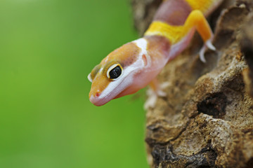cute baby gecko lizard, eublepharis macularius