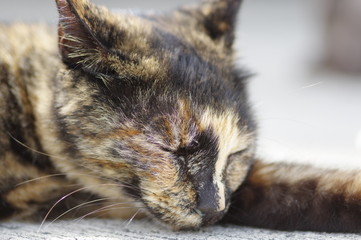 さび猫ちゃん