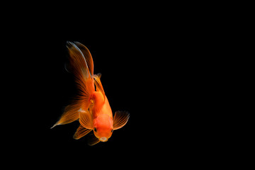 goldfish isolated on a dark black background