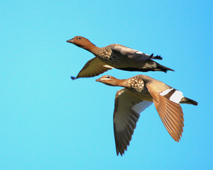 Male and Female Wood Ducks