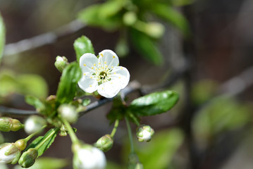Blooming cherry tree on a sunny spring day