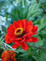 Red Zenia is a genus of legume in the family Fabaceae.