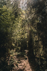 Forest path in the warm summer