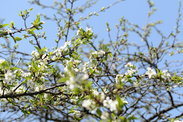 Blooming cherry tree on a sunny spring day