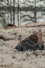 Stone on the moss in the forest