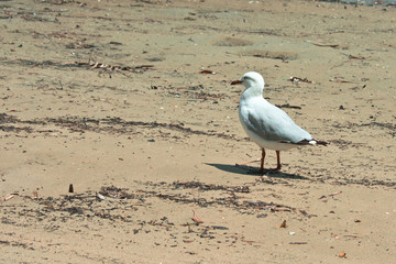 An Australian Seagull on the beach