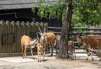 The common eland , also known as the southern eland or eland antelope, is a savannah and plains antelope found in East and Southern Africa