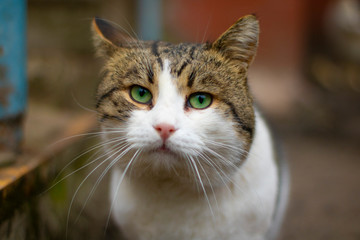Sad homeless cat looks at you with his bright green eyes.