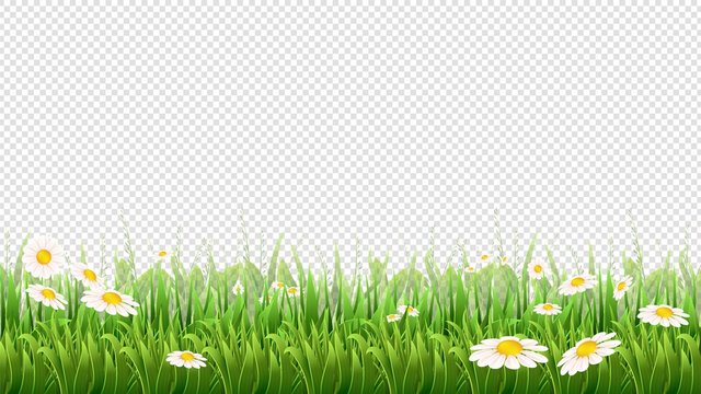 Chamomile field. Green grass, flowers and herbs border. Natural park or meadow isolated on transparent background. Blossom lawn vector banner. Illustration herb meadow with chamomile