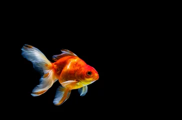 Fotobehang goldfish isolated on a dark black background © freedom_naruk