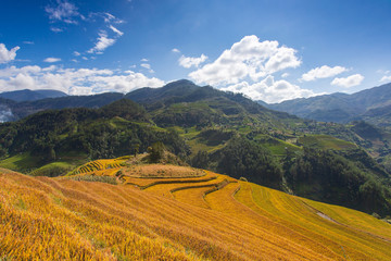 Green Rice fields on Terraced in Muchangchai, Vietnam Rice fields prepare the harvest at Northwest