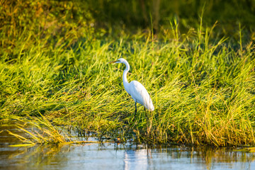 Great Egret (Egretta alba) standing at water edge. Green marsh at Zambezi river bank, Africa.
