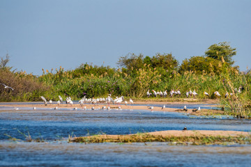 Zambezi river bank with a big flock of Yellow-billed Storks (Mycteria ibis)