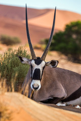 Portrait of a gemsbok, or South African oryx (Oryx gazella) lying on the sand in Sossusvlei dunes, Namibia. - obrazy, fototapety, plakaty